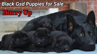 Black German Shepherd puppies For Sale  Top Quality German Shepherd [upl. by Sarina]