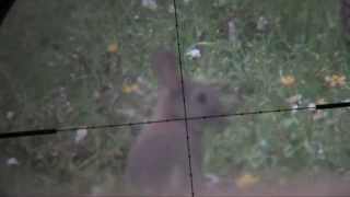 Devon AirGunner May 2012 Rabbit Hunting Weihrauch HW100 Scopecam [upl. by Cindra]