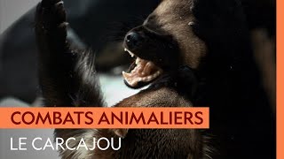 Dès que la nourriture se fait rare cest la guerre pour les carcajous [upl. by Rochella]