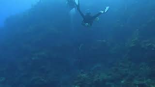 Diving in Roatan is always a great experience  62124 [upl. by Byrann]