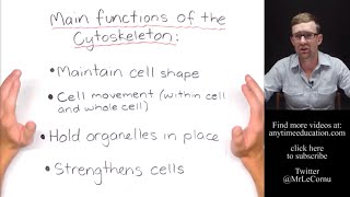 What is the Cytoskeleton [upl. by Arlene]