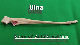 Ulna of Dog  Veterinary Anatomy  Dog Forelimb [upl. by Ratha]