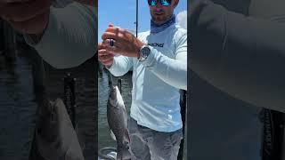 Cant Beat Mangrove Snapper Fishing In The Summertime [upl. by Lau]