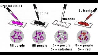 Gram Staining  Amrita University [upl. by Frost433]