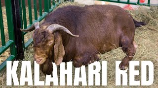 Goat Farming The Kalahari Red Goat Breed farming goatfarming meat [upl. by Cullin]