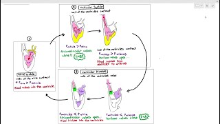 Nutrient Cycling  Soil Food Web School [upl. by Idnahs]