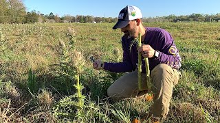 Foraging for Bull Thistle [upl. by Innaig]