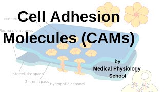 Cell Adhesion Molecules CAMs Integrins Adhesion molecules cadherinsselectins [upl. by Lezah709]