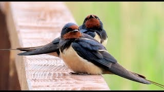 639 Vlaštovka obecná Barn Swallow RauchschwalbeДеревенская ласточкаDymówka [upl. by Hi]