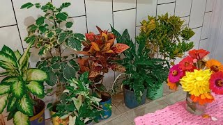 6 Plantas Variegatas Que Estão Na Moda Plantas de vó [upl. by Lynea725]