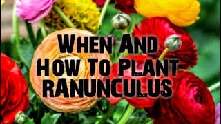 Dollar Tree Ranunculus Bulbs [upl. by Ahterahs]