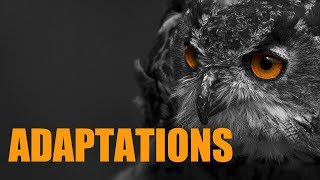 Types Of Adaptations [upl. by Glynias497]