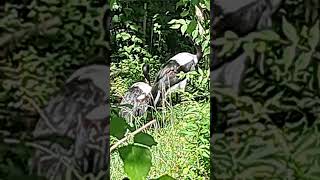 Saddle billed stork Kansas City Zoo [upl. by Adian]