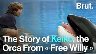 KING 5 News NBC Seattle quotKeiko Swims With Wild Whalesquot [upl. by Faye]