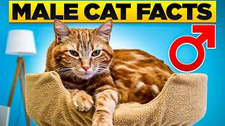 10 Surprising Facts about Male Cats [upl. by Ultima68]