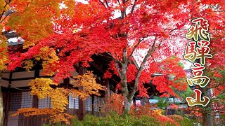 HidaTakayama Autumn Foliage and Great turnout 2021 4K 飛騨高山 [upl. by Orozco]