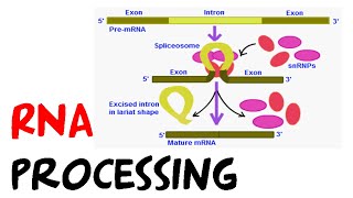 RNA processing [upl. by Raskin]