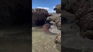 How Komodo dragons survive in water [upl. by Hairacaz]