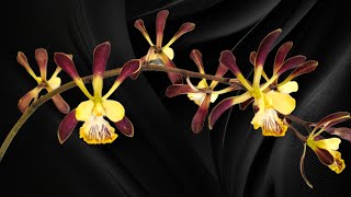 MASSIVE Encyclia alata orchid 5 spikes [upl. by Artemed868]