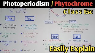 Photoperiodism  SDP  LDP  Phytochrome  Class 12 In Urdu amp Hindi [upl. by Rigdon]