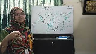 Honours 3rd year SubGymnosperm Paleobotany ampPalynology lecture 2 [upl. by Salkin]