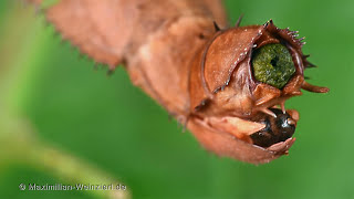 Laying eggs is hard work Extatosoma tiaratum [upl. by Nnybor]