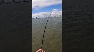 Fish ate right at my FEET whiting fishing fishingvideo bigfish fishinglife fishingtips fish [upl. by Angele]