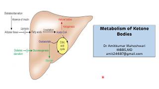 Ketone Bodies Metabolism  Ketogenesis  Ketosis  Biochemistry [upl. by Paolina677]