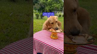 Neglected golden retriever has her bucket list day [upl. by Neneek]