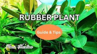 How to Grow amp Care Rubber Plant  रबर प्लांट कैसे उगाएं और उसकी देखभाल कैसे करें rubberplant howto [upl. by Anerbas]