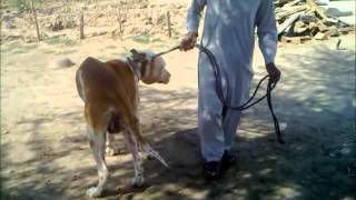 Biggest Bully Kutta in the world [upl. by Krischer297]