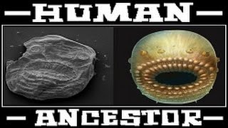 Human Ancestor  Saccorhytus  Ältester Vorfahre des Menschen entdeckt Humanevolution [upl. by Mitchell]