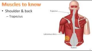 Anatomy Ch 9  Muscular System [upl. by Karmen497]