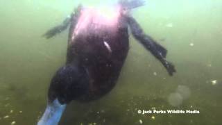 Tufted Duck Pochard amp Ruddy Duck Underwater [upl. by Donohue]