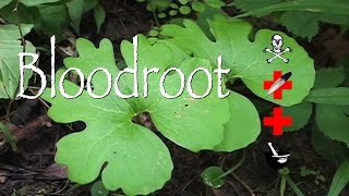 Bloodroot Poison Medicinal amp Other Uses [upl. by Ailadi]