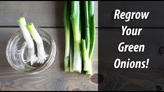 Regrow Green Onions From Green Onions In Water 2019 [upl. by Neona81]