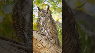 Great Horned Owl Sleeps with One Eye Open shorts [upl. by Elsey852]