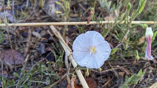 Morning glory and dewdrops [upl. by Calypso]