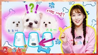 유라 애완동물pet강아지 아리 08화 아기강아지 키우기 겨울철 실내놀이 노즈워크 훈련 마사지 팁 dog breed puppy nose work training [upl. by Ferdinand154]