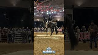 Feria del caballo Español Feb 2023 recap [upl. by Ameehs983]