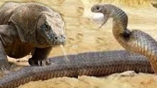 Komodo dragon swallows snake and pig without mercy animals [upl. by Peckham]