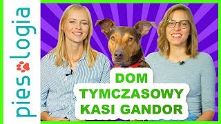 Dom Tymczasowy Kasi Gandor [upl. by Girard]