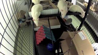 Environmental Enrichment for lab rats [upl. by Mauricio410]