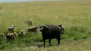 Hyenas Kill Baby Cape Buffalo  SERIOUSLY HARD TO WATCH [upl. by Nathanoj952]