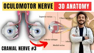 oculomotor nerve  cranial nerve anatomy  3rd cranial nerve anatomy [upl. by Adias]