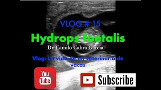 Hydrops foetalis en bovinos VLOG  15 LA VIDA DE UN VETERINARIO DE VACAS [upl. by Tawney954]