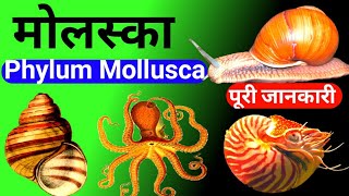 Phylum Mollusca  Phylum Mollusca In Hindi phylum Mollusca Class 11  Mollusca Phylum In Hindi [upl. by Rika457]