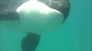 Swimming with wild Orca whales New Zealand [upl. by Kristof]