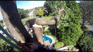 Big Old Tulip Tree Takedown Day 2  Arborist Dismantle  Rigging and Section felling [upl. by Ennahgem]