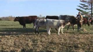 pedigo farms shorthorn cattlempg [upl. by Aiceled]